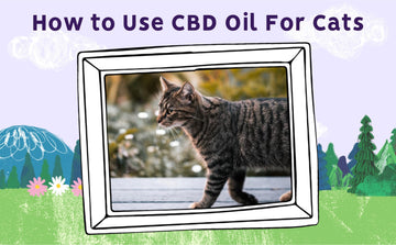 cbd oil for cats