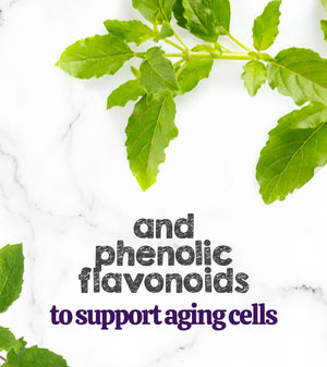 Austin and Kat CBD Oil for Senior Dogs featured ingredients holy basil's phenolic flavonoids support aging cells.