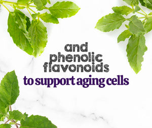 Austin and Kat CBD Oil for Senior Dogs featured ingredients holy basil's phenolic flavonoids support aging cells.