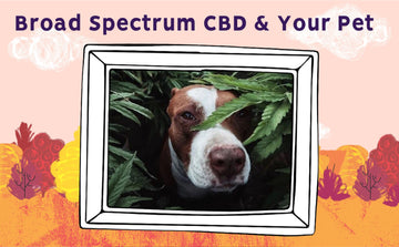 Full Spectrum Hemp Oil