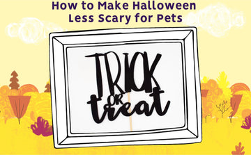 How to Make Halloween Less Scary for Pets