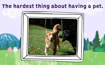 The hardest thing about having a pet.