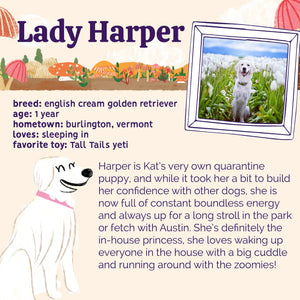 Austin and Kat Mushroom Medley CBD Oil for Dogs and Cats Inspired by real dogs, real pet needs