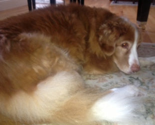 Sleeping cbd for old dogs Austin and Kat