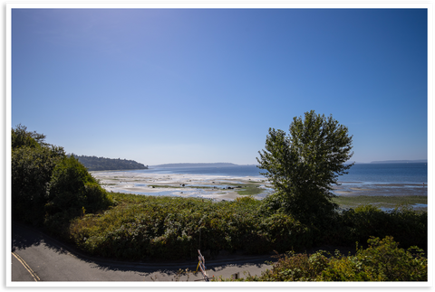 Blackberry bush and the ocean