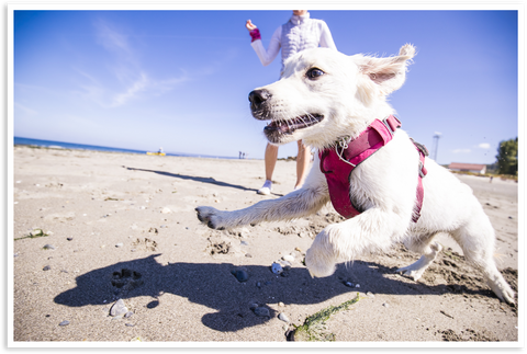 Lady harper at the beach