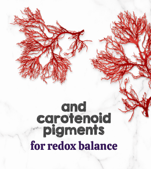 Austin and Kat Feline Support CBD Oil for cats featured ingredient optimized astaxanthin with carotenoids pigments for redox balance.