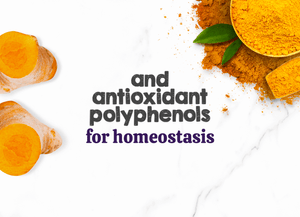 Austin and Kat CBD Hemp Chews for Dogs featured ingredients optimized turmeric extract with antioxidant polyphenols for homeostasis